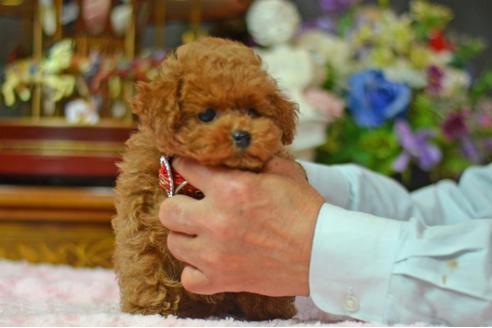 成約済の埼玉県のトイプードル-22302の4枚目