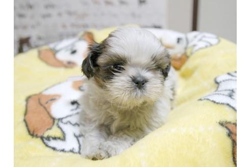 成約済の埼玉県のシーズー-23968の1枚目