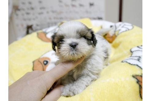 成約済の埼玉県のシーズー-23968の4枚目