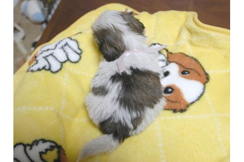 成約済の埼玉県のシーズー-23968の5枚目