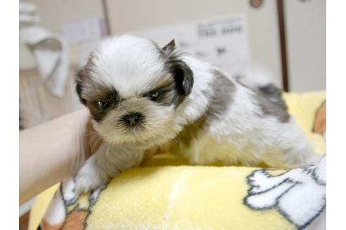 成約済の埼玉県のシーズー-23969の5枚目