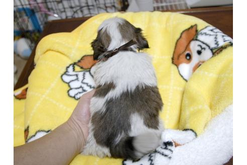 成約済の埼玉県のシーズー-23969の2枚目