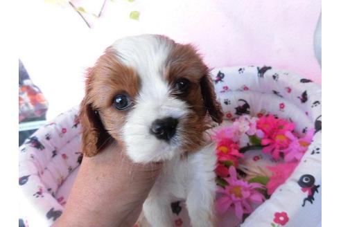 成約済の鹿児島県のキャバリアキングチャールズスパニエル-24158の3枚目