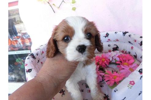 成約済の鹿児島県のキャバリアキングチャールズスパニエル-24158の2枚目