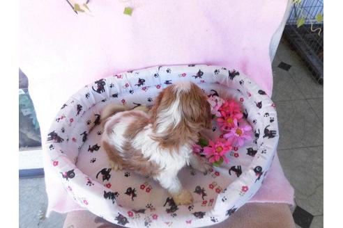 成約済の鹿児島県のキャバリアキングチャールズスパニエル-24158の1枚目