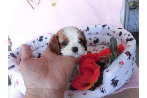 成約済の鹿児島県のキャバリアキングチャールズスパニエル-24159の1枚目