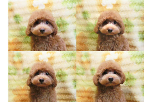 成約済の千葉県のトイプードル-24178の3枚目