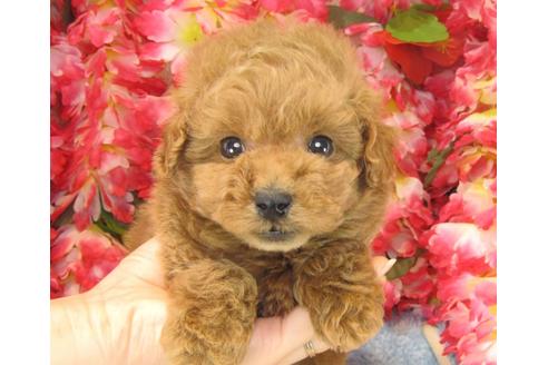 成約済の茨城県のトイプードル-24187の3枚目