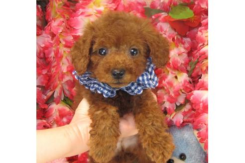 成約済の茨城県のトイプードル-24188の1枚目