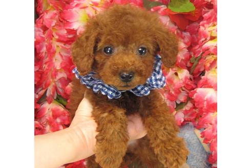 成約済の茨城県のトイプードル-24188の2枚目
