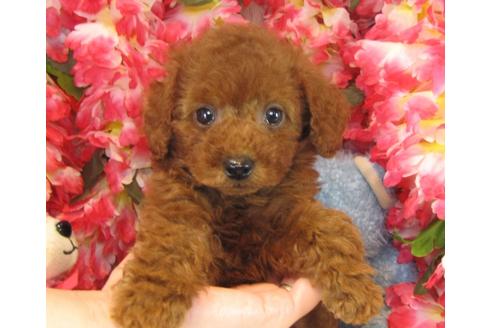 成約済の茨城県のトイプードル-24188の3枚目