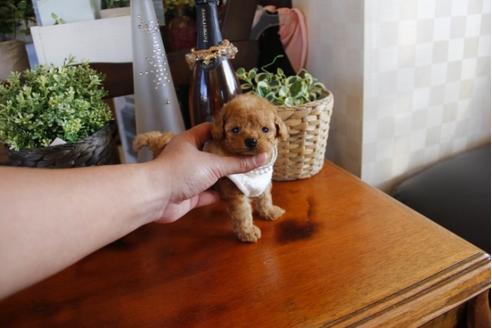 成約済の埼玉県のトイプードル-24194の3枚目