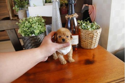 成約済の埼玉県のトイプードル-24194の4枚目