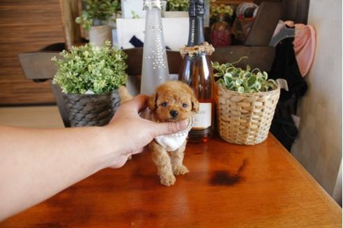 成約済の埼玉県のトイプードル-24194の1枚目