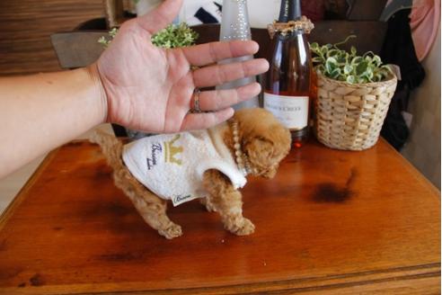 成約済の埼玉県のトイプードル-24194の2枚目