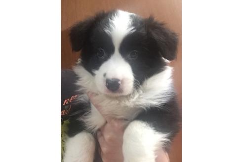 成約済の東京都のボーダーコリー-23577の1枚目