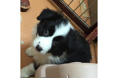 成約済の東京都のボーダーコリー-23577の2枚目