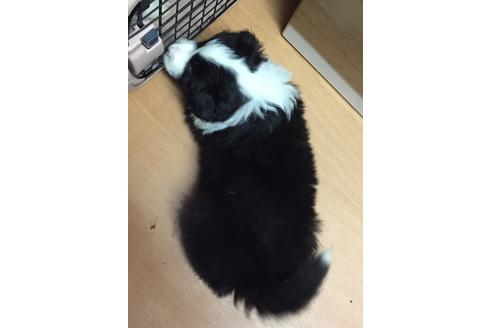 成約済の東京都のボーダーコリー-23577の3枚目