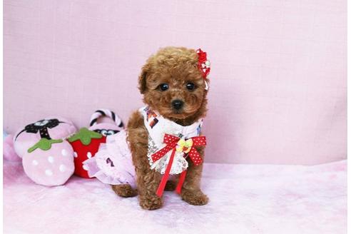 子犬