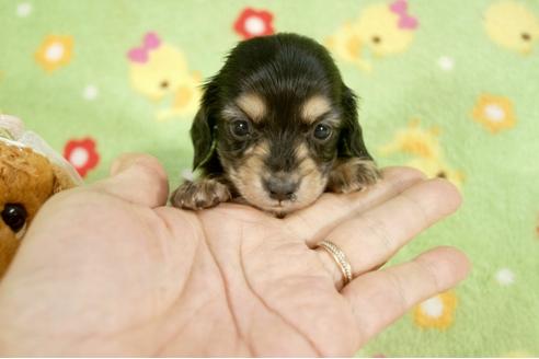 成約済の兵庫県のカニンヘンダックスフンド-24210の1枚目