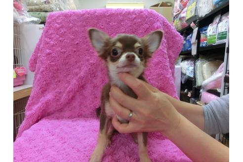 成約済の京都府のチワワ-24228の2枚目