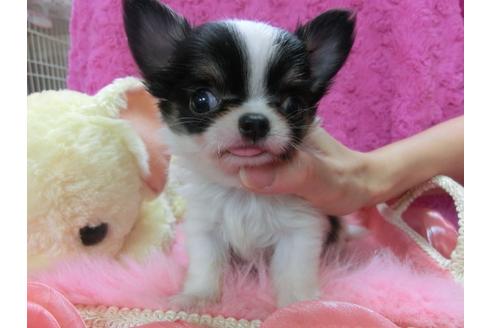 成約済の京都府のチワワ-24229の2枚目