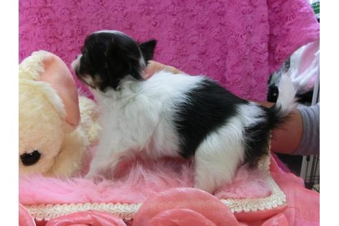 成約済の京都府のチワワ-24229の3枚目