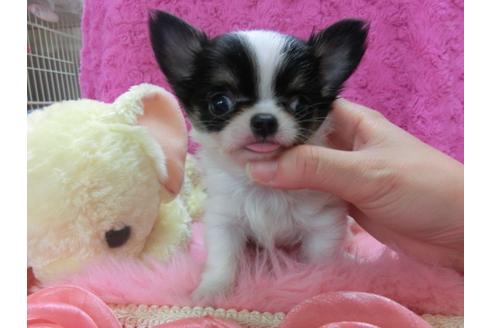 成約済の京都府のチワワ-24229の1枚目