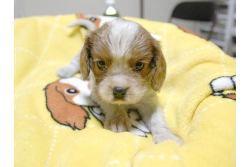 成約済の埼玉県のキャバリアキングチャールズスパニエル-23655の1枚目
