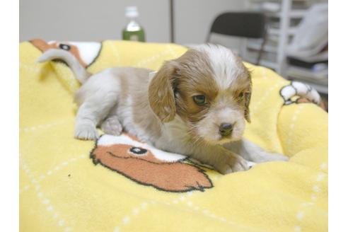 成約済の埼玉県のキャバリアキングチャールズスパニエル-23655の2枚目