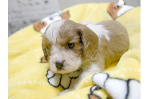 成約済の埼玉県のキャバリアキングチャールズスパニエル-23655の3枚目