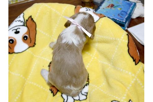 成約済の埼玉県のキャバリアキングチャールズスパニエル-23655の5枚目