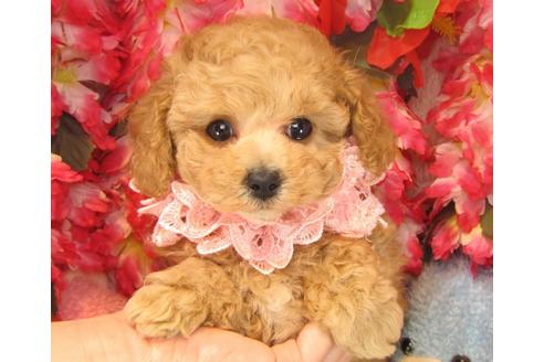 成約済の茨城県のトイプードル-24246の1枚目