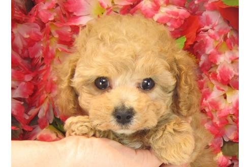 成約済の茨城県のトイプードル-24246の2枚目