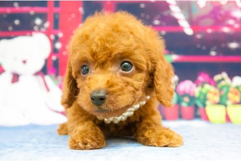 成約済の愛知県のトイプードル-24027の1枚目