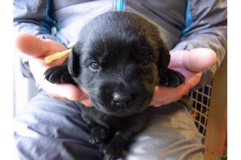 成約済の茨城県のラブラドールレトリーバー-24250の1枚目