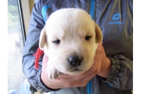 成約済の茨城県のラブラドールレトリーバー-24253の1枚目