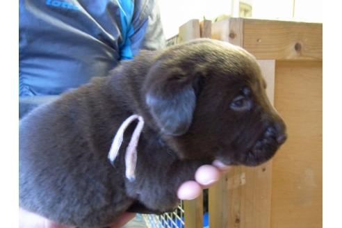 成約済の茨城県のラブラドールレトリーバー-24255の2枚目