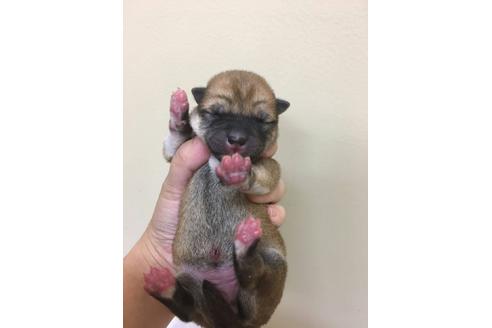 成約済の京都府の柴犬-24269の2枚目