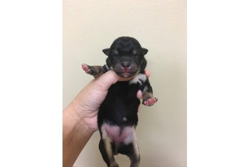 成約済の京都府の柴犬-24271の2枚目
