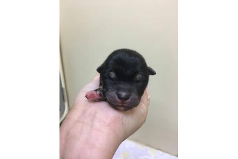 成約済の京都府の柴犬-24271の1枚目