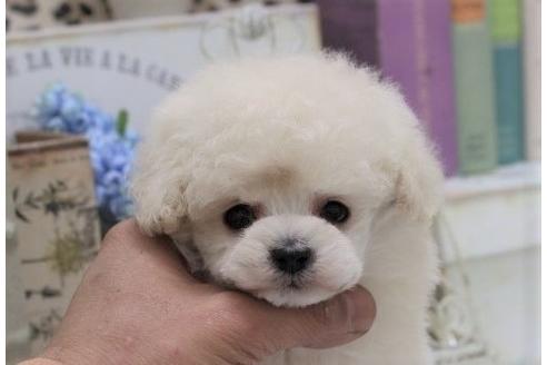 成約済の大阪府のトイプードル-24278の1枚目