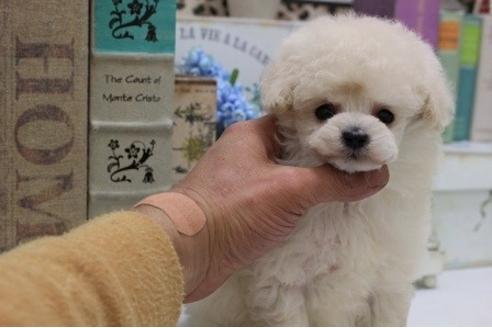 成約済の大阪府のトイプードル-24278の2枚目