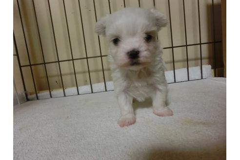 成約済の福岡県のマルチーズ-24283の1枚目