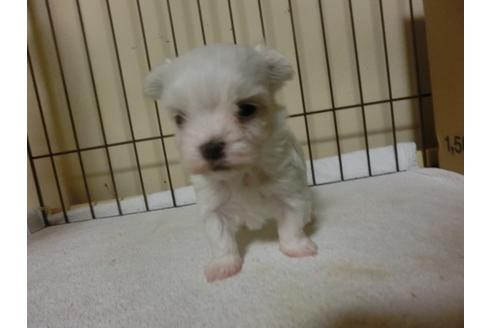 成約済の福岡県のマルチーズ-24283の2枚目