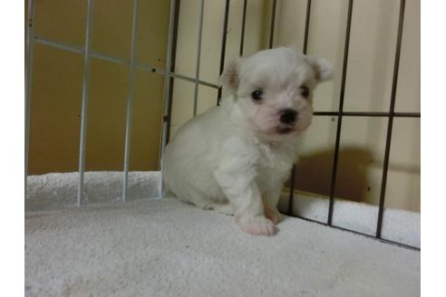 成約済の福岡県のマルチーズ-24284の1枚目