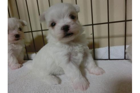 成約済の福岡県のマルチーズ-24284の2枚目