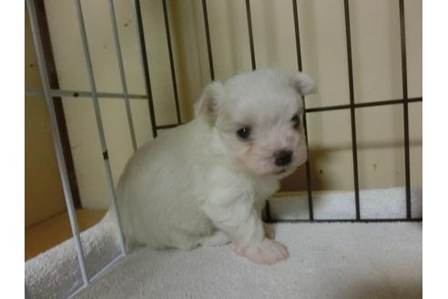 成約済の福岡県のマルチーズ-24284の3枚目