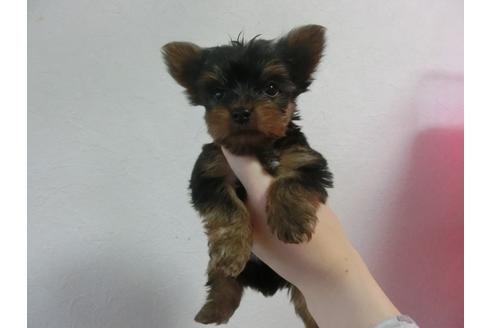 成約済の福岡県のヨークシャーテリア-24285の1枚目