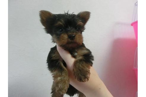 成約済の福岡県のヨークシャーテリア-24285の2枚目